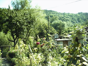 The garden and views